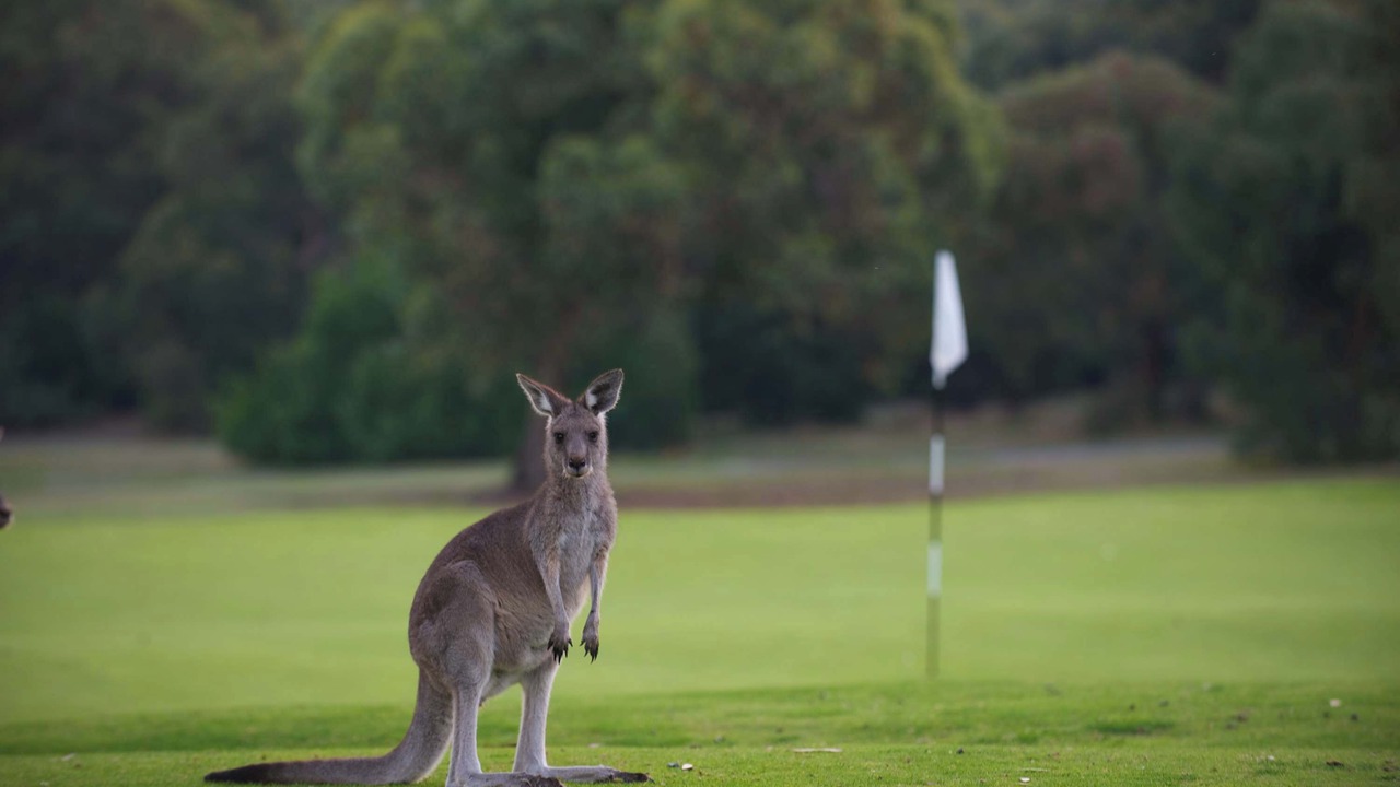 Photo of Others in Anglesea
