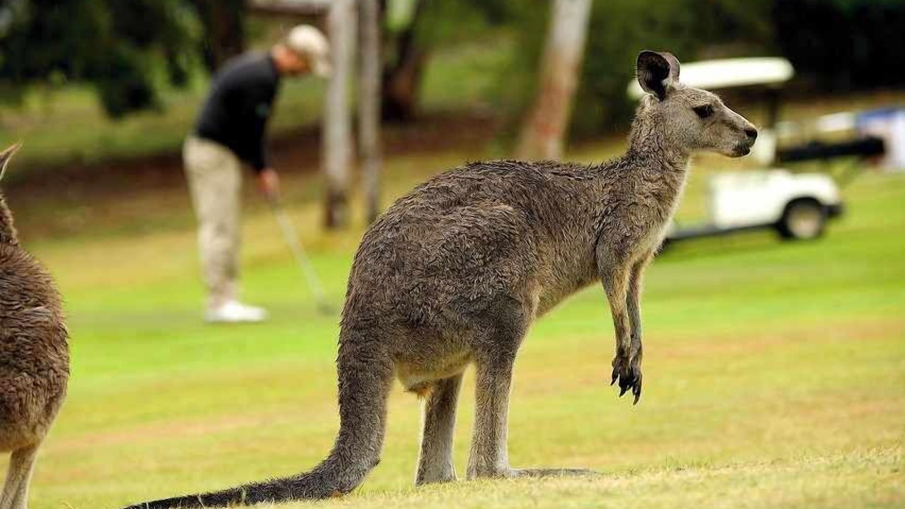Photo of Others in Anglesea