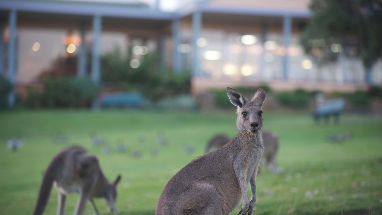 Photo of Others in Anglesea