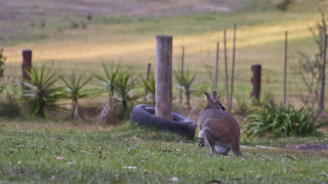 Photo of Others in Cooranbong