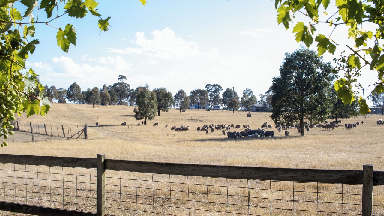 Photo of Others in Curraweela