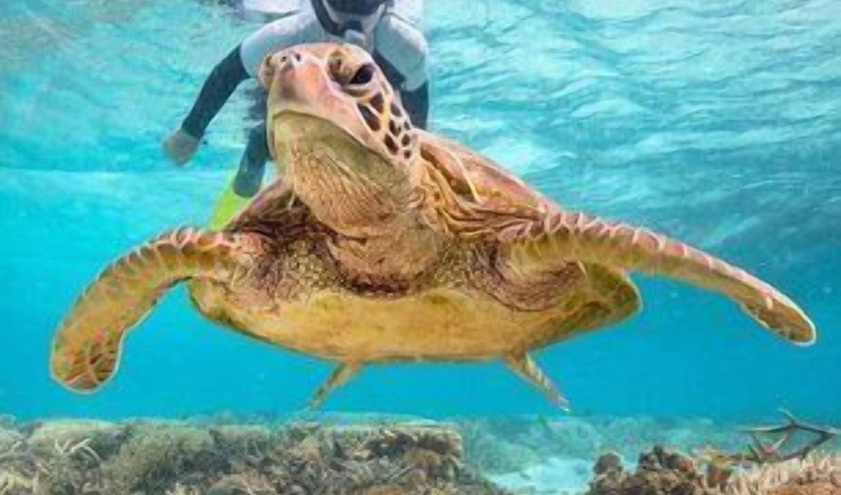 Photo of Others in Coral Cove