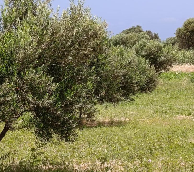 Photo of Others in Kalavarda