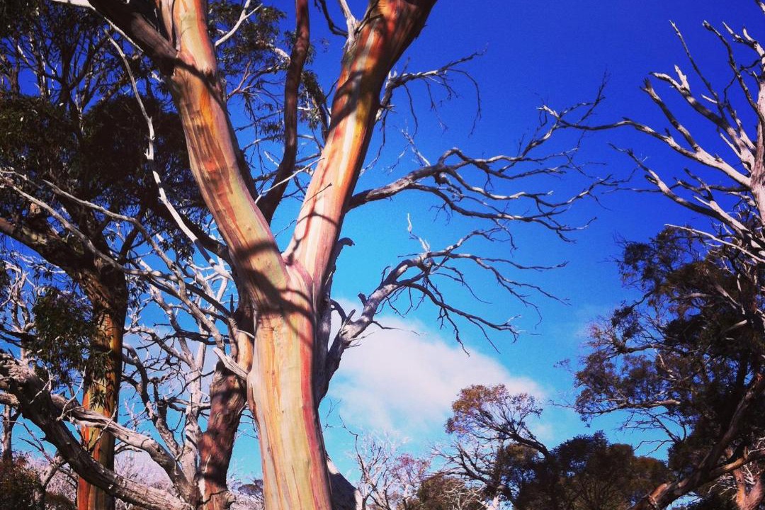Photo of Others in Perisher Valley