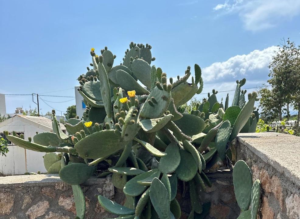Photo of Others in Pefkos