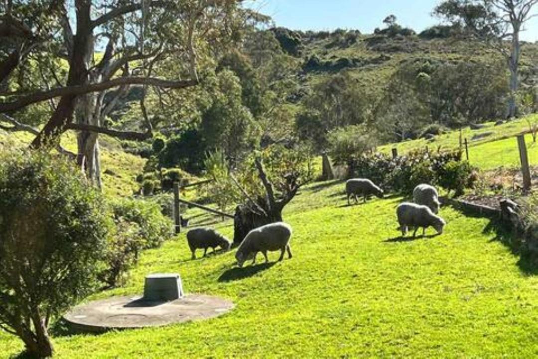 Photo of Others in Central Tilba