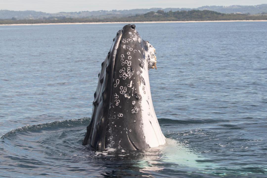 Photo of Others in Bateau Bay