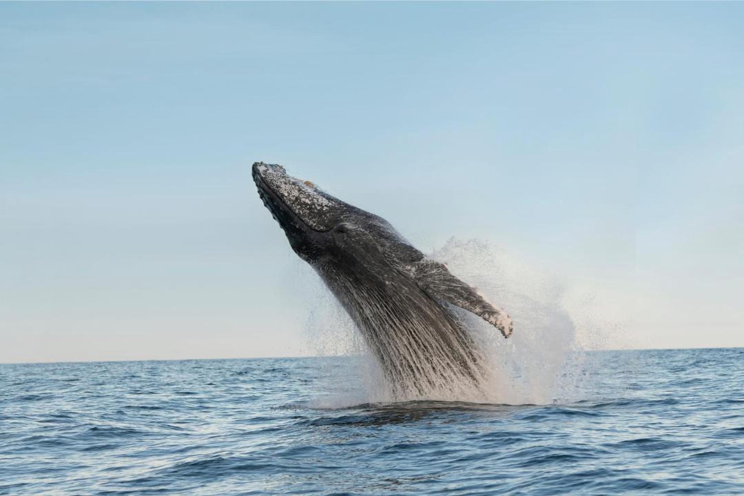Photo of Others in Bateau Bay