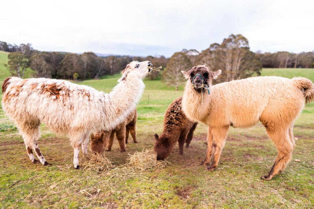 Photo of Others in Jenolan