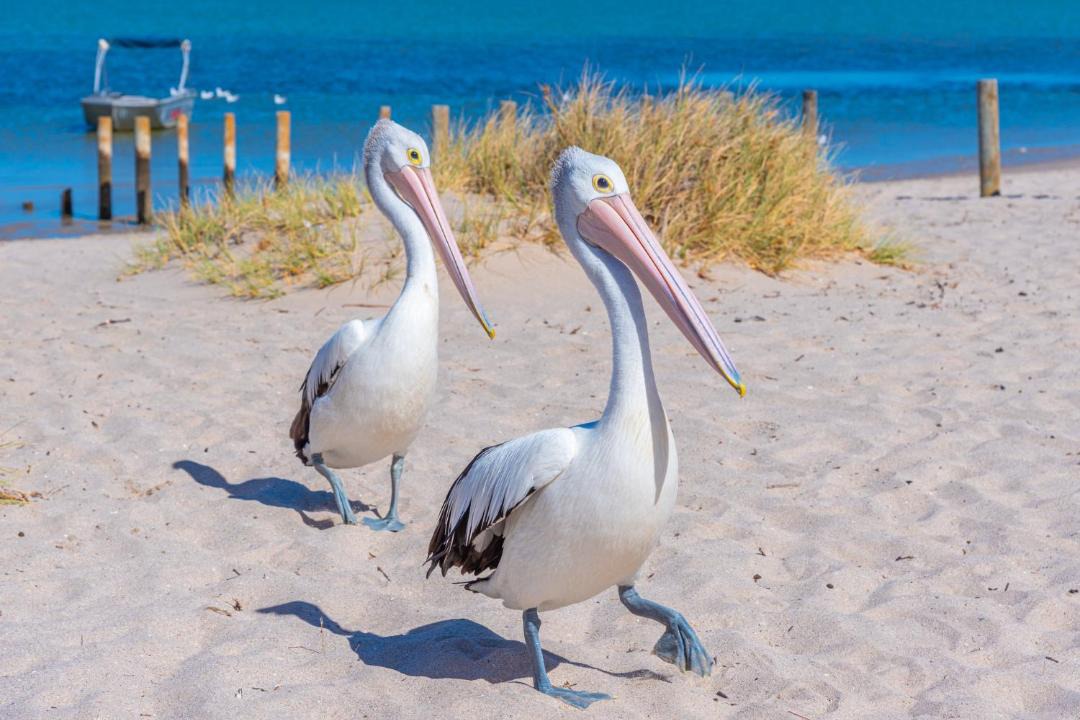 Photo of Others in Kalbarri