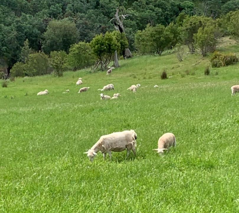 Photo of Others in Ellendale