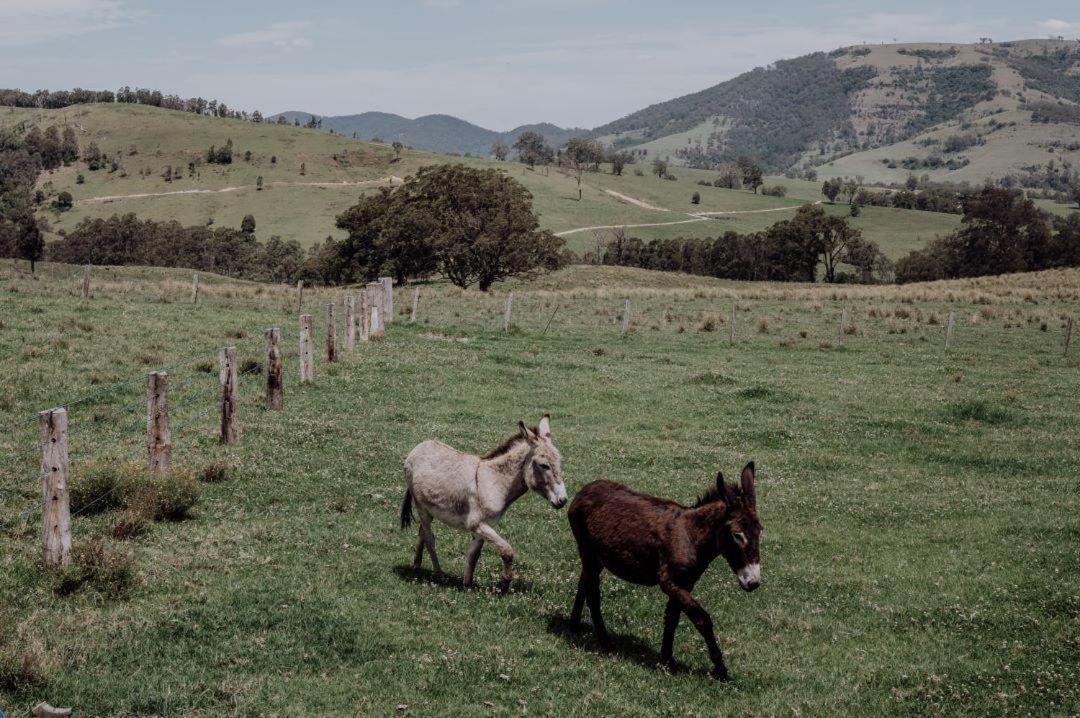 Photo of Others in Carrabolla