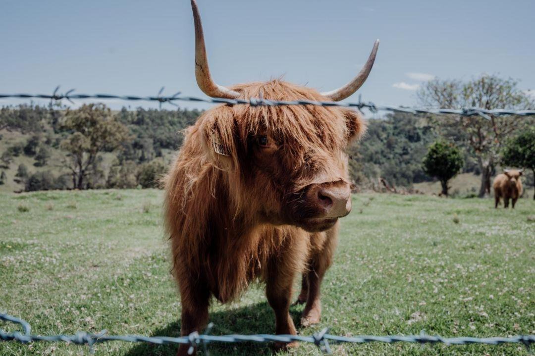 Photo of Others in Carrabolla