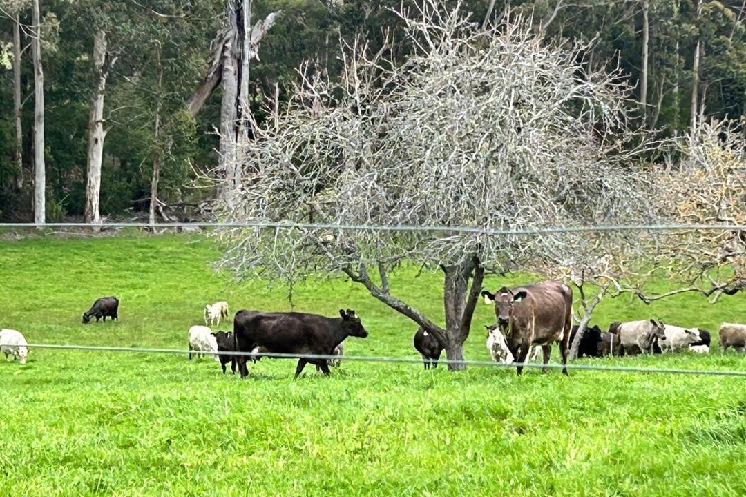 Photo of Others in Northcliffe