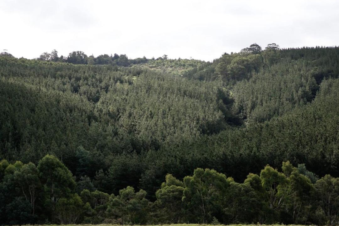 Photo of Others in Tarra Valley