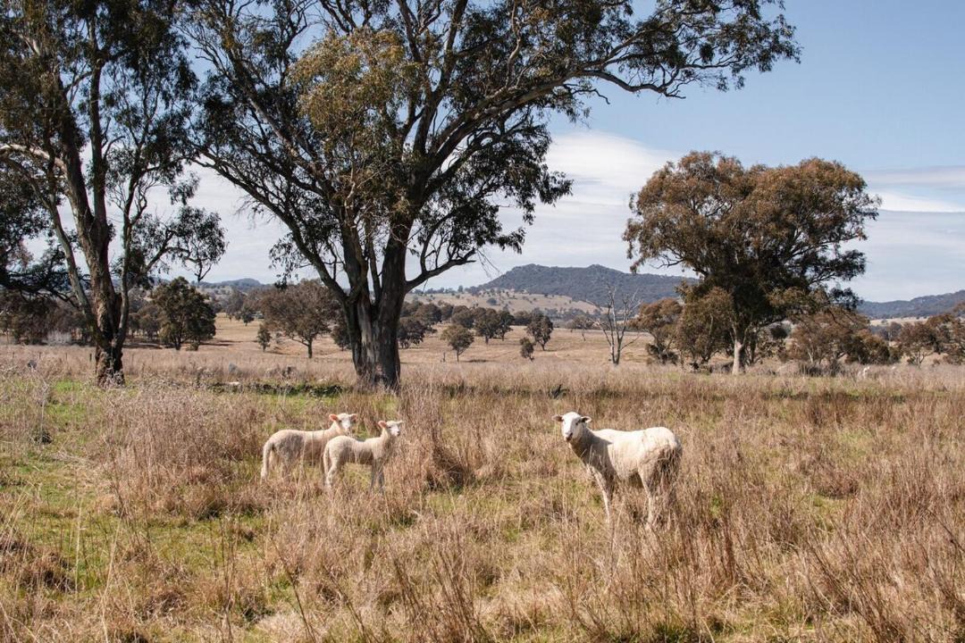 Photo of Others in Rylstone