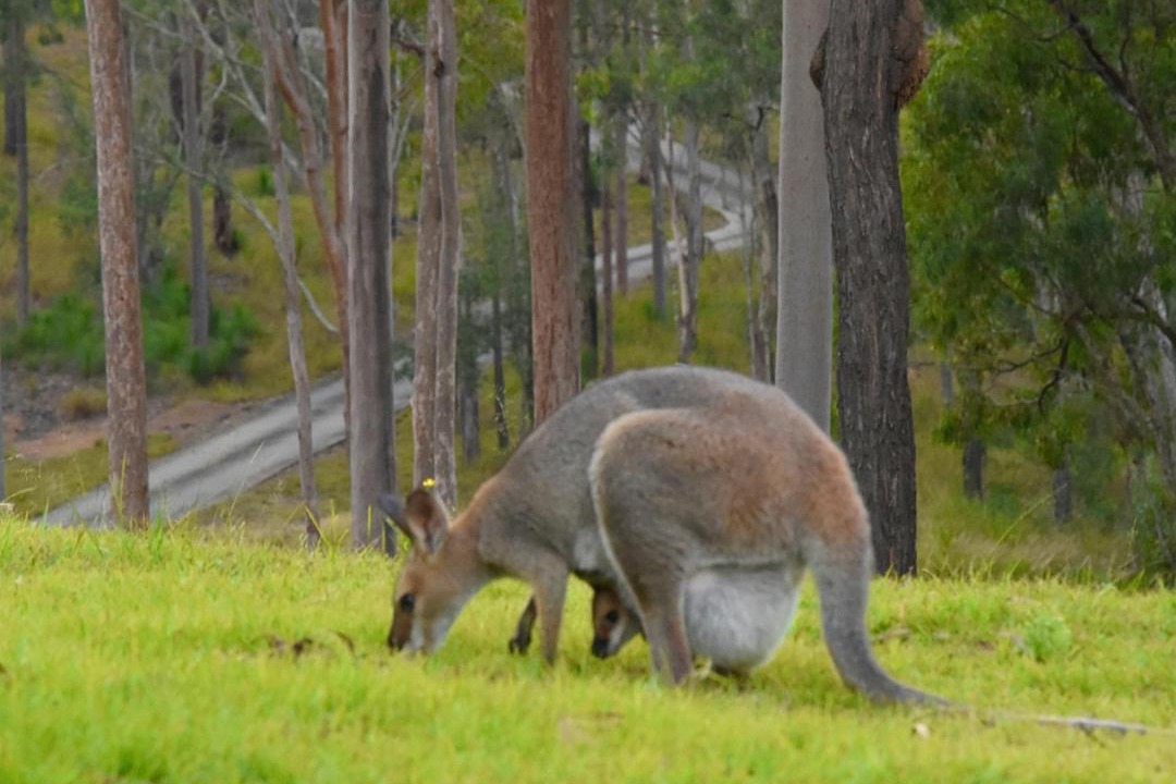 Photo of Others in Scenic Rim Regional