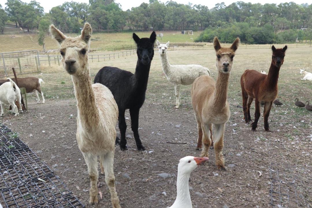 Photo of Others in Yellingbo
