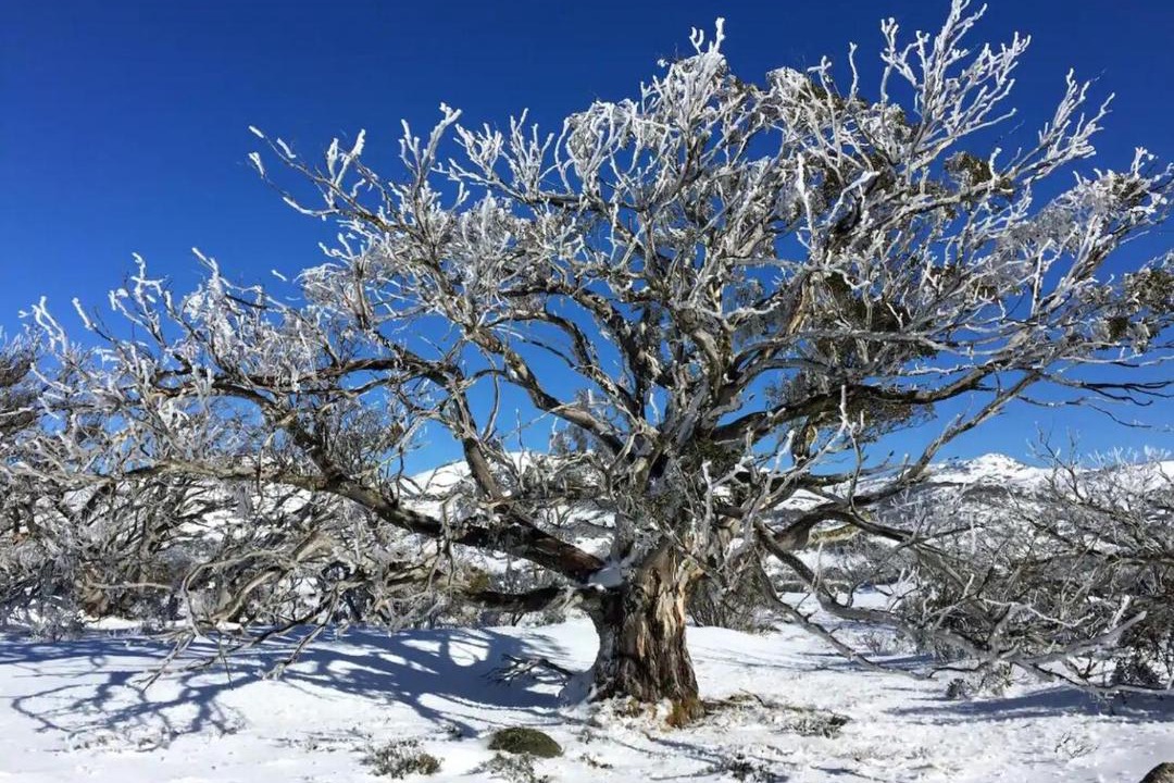Photo of Others in East Jindabyne
