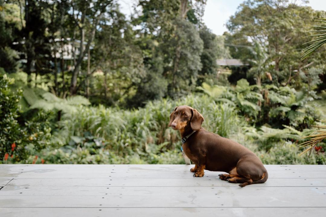 Photo of Others in Maleny