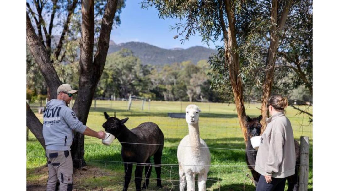 Photo of Others in Halls Gap