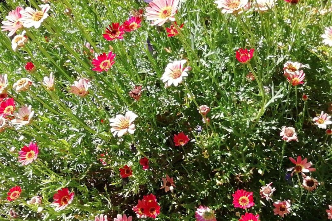Photo of Outdoor in Burra
