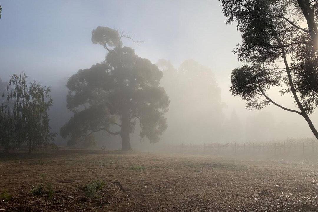 Photo of Others in Kangaroo Gully
