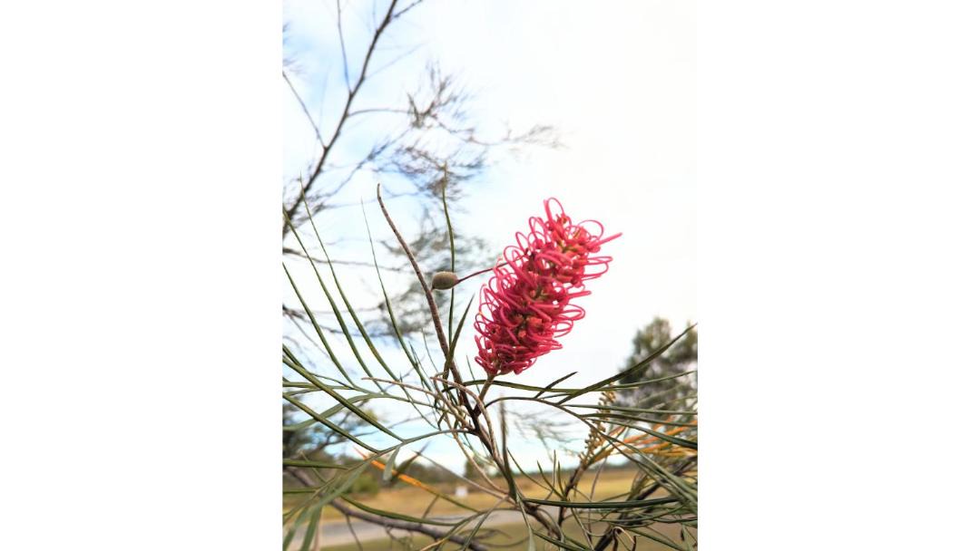 Photo of Others in Burrum River