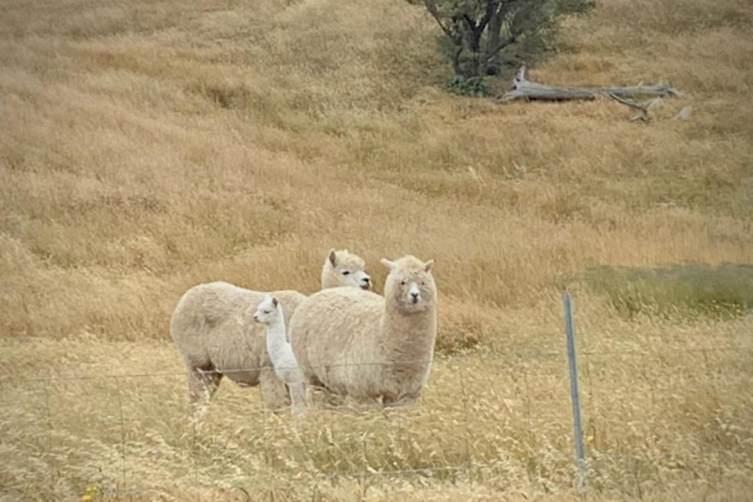 Photo of Others in Springrange