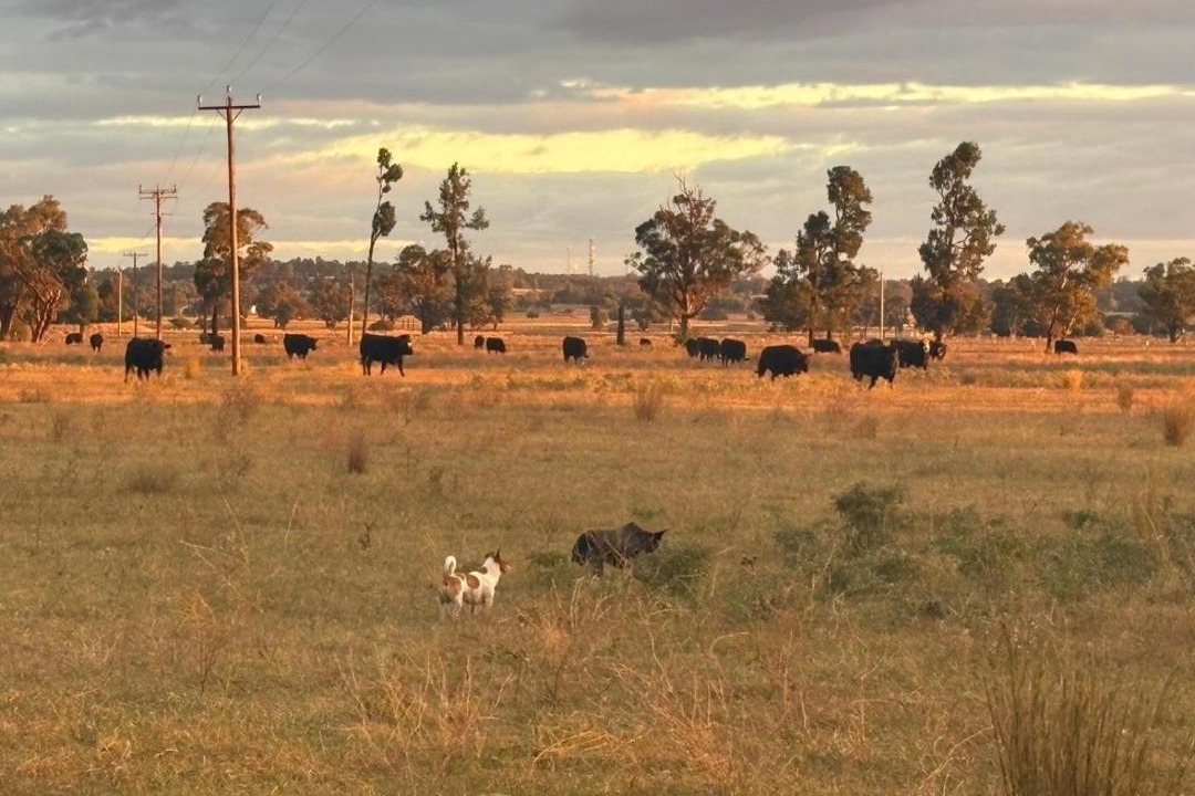 Photo of Others in Dubbo East