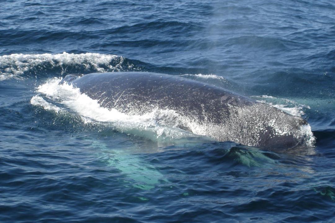 Photo of Others in Merimbula