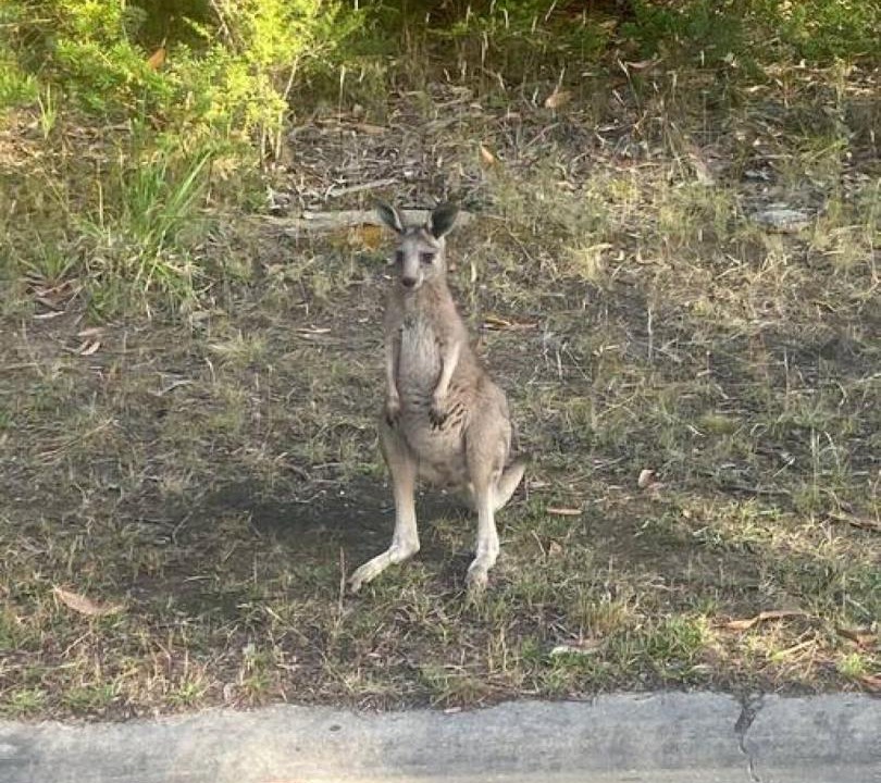 Photo of Others in Anglesea