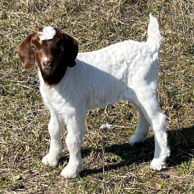Photo of Others in Bogee
