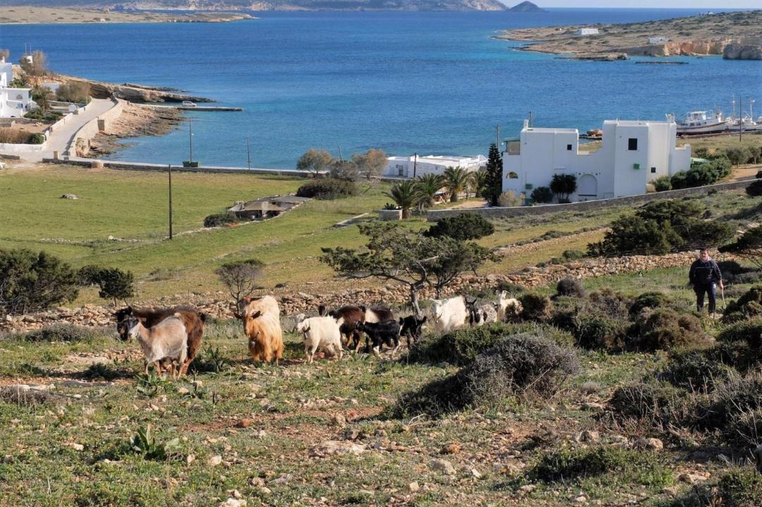 Photo of Others in Koufonisia