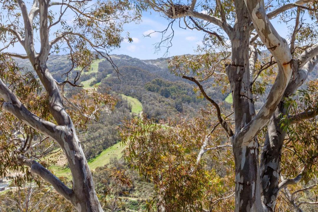 Photo of Others in Thredbo
