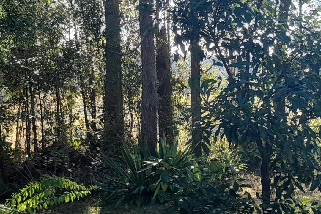 Photo of Others in Nimbin
