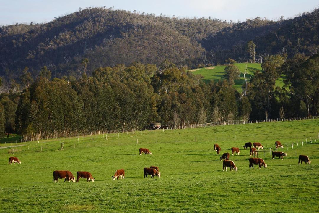 Photo of Others in Strath Creek