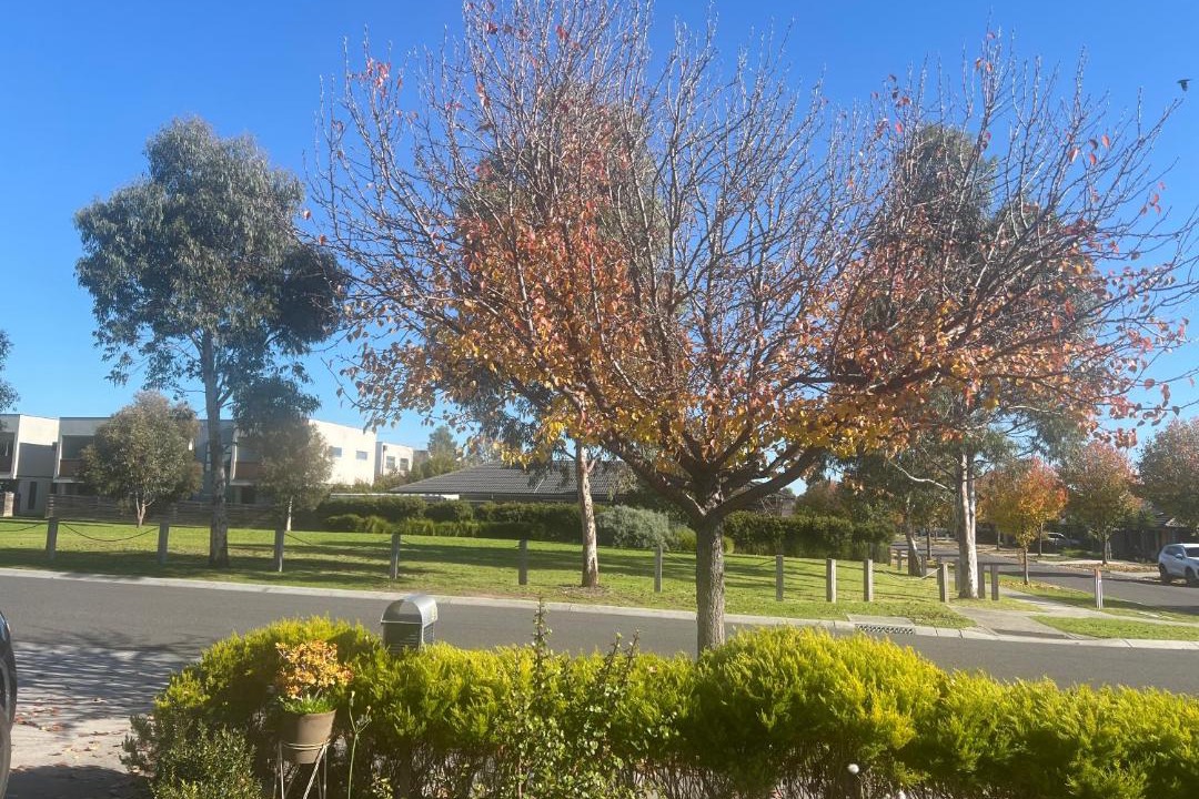 Photo of Others in Cranbourne West