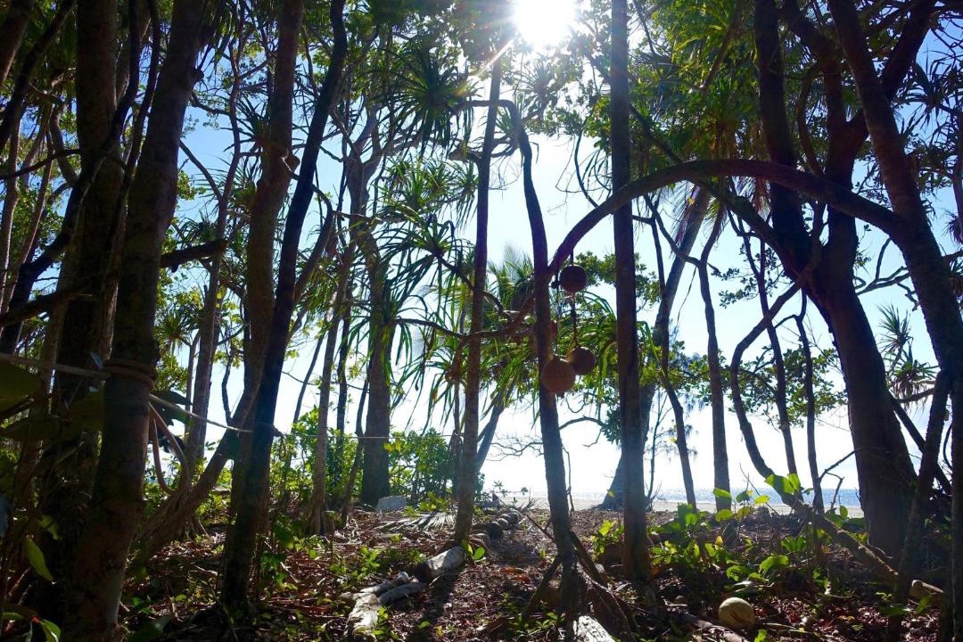 Photo of Others in Cape Tribulation