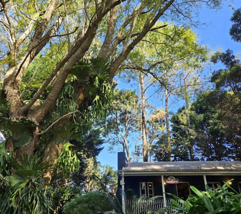 Photo of Others in North Tamborine