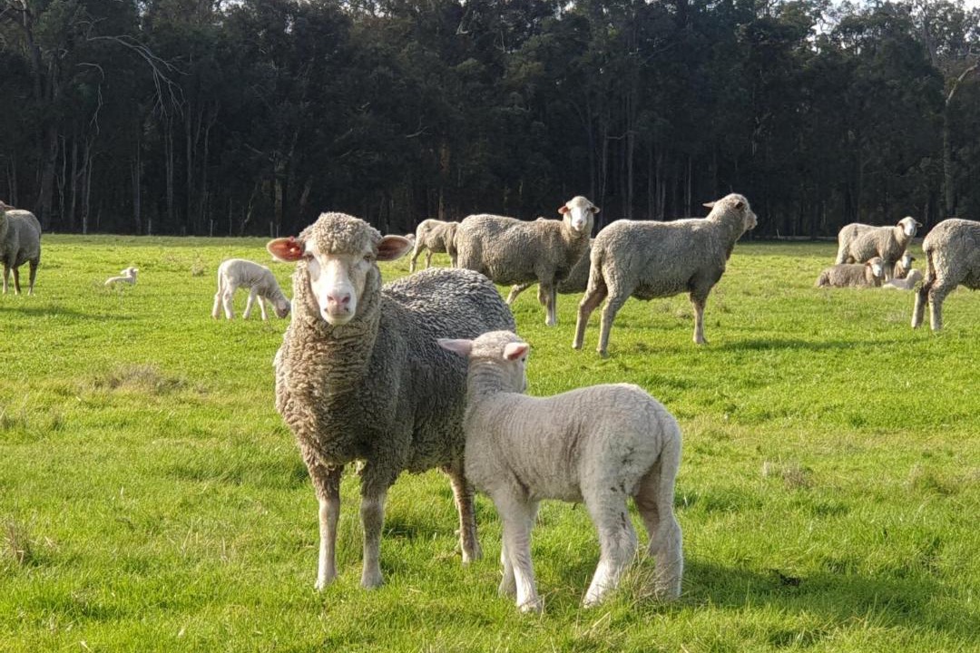 Photo of Others in Wilga
