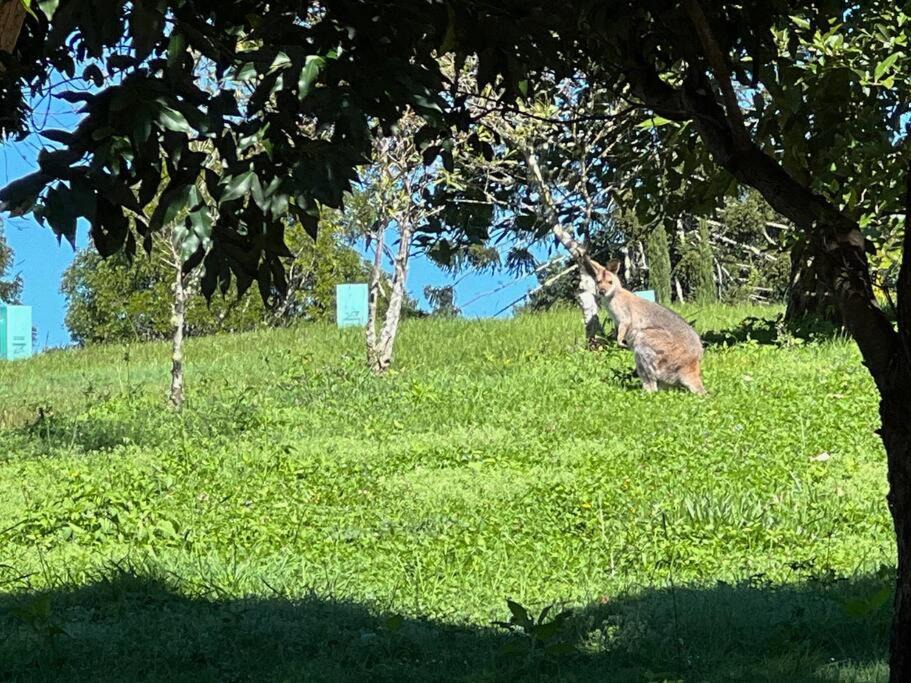 Photo of Others in North Maleny