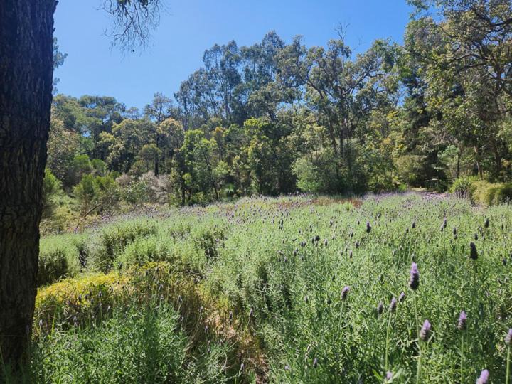 Photo of Outdoor in Mundaring