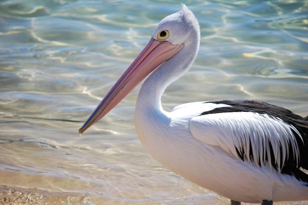 Photo of Others in Merimbula
