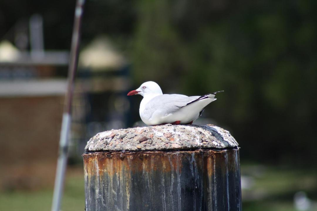 Photo of Others in Merimbula