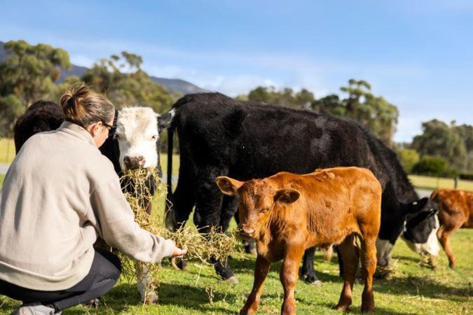 Photo of Others in Halls Gap