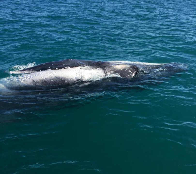 Photo of Others in Torquay