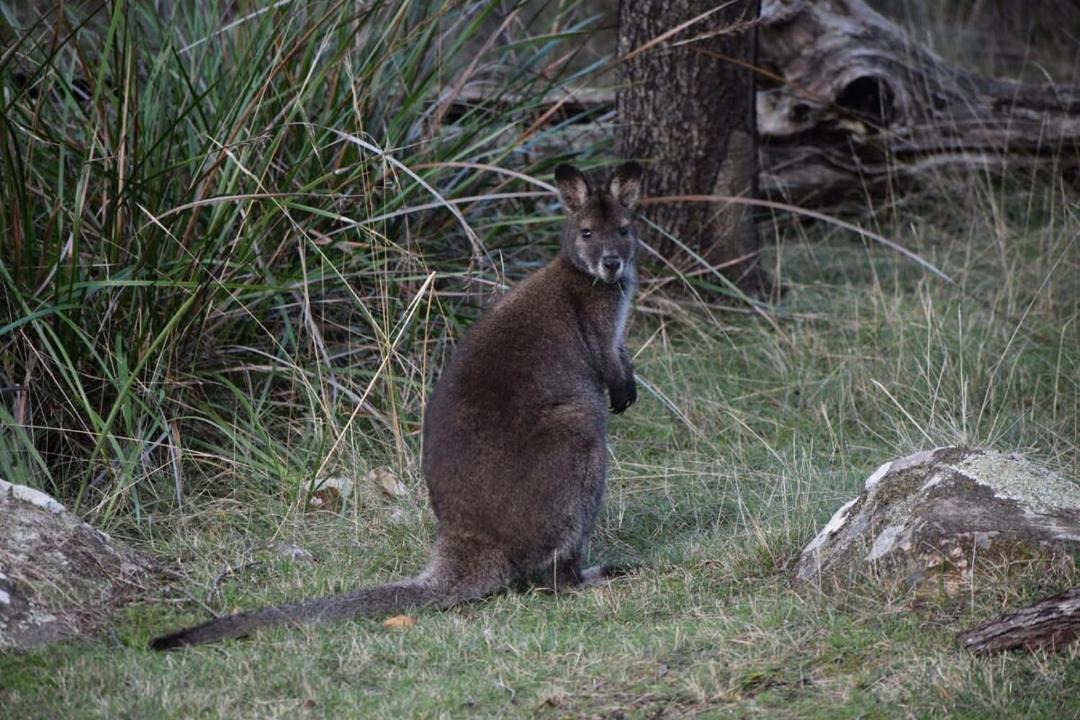 Photo of Others in Trevallyn