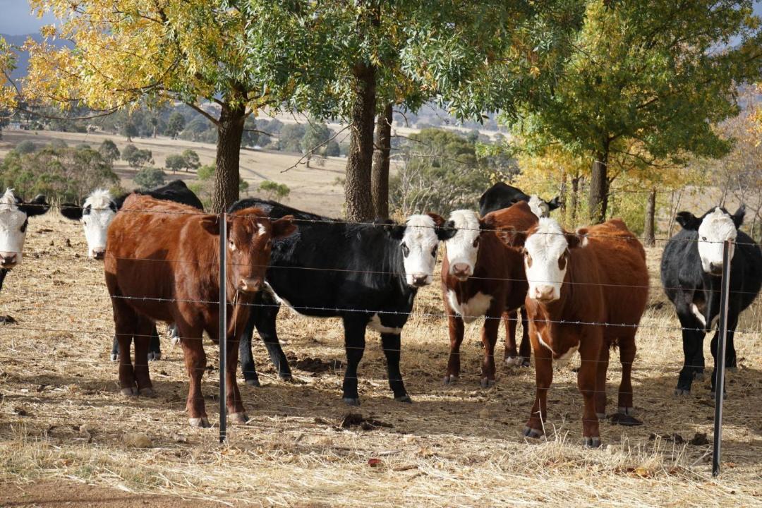 Photo of Others in Merrijig