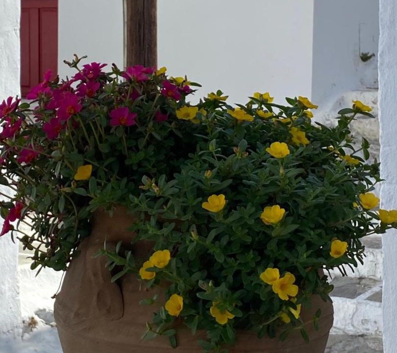 Photo of Others in Mykonos Town